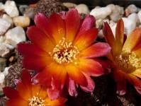 Thumbnail of 1913_Sulcorebutia spec._20150515_02(1).JPG